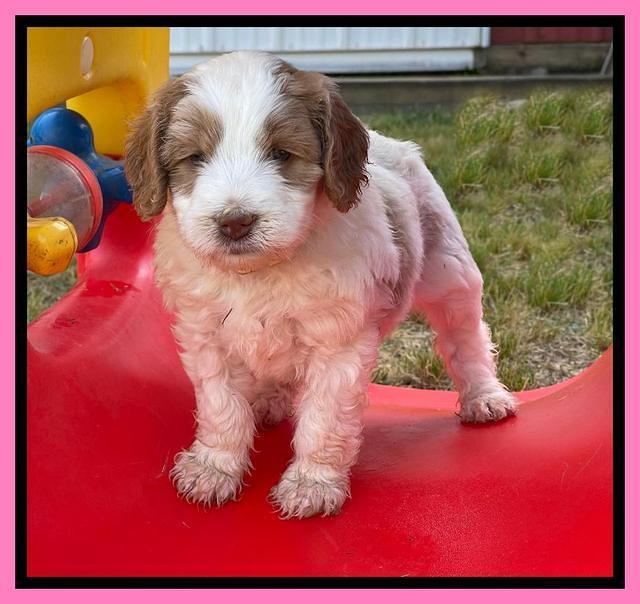 Rosie Gambler 5 WK OLD pups 51