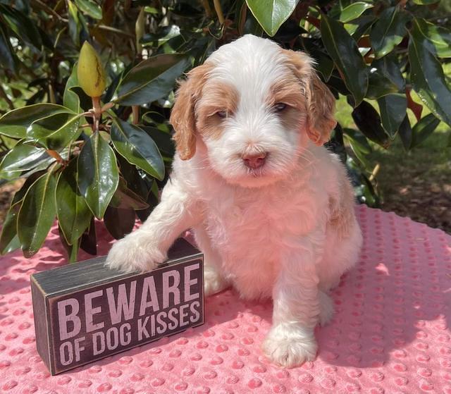 Rosie Gambler 5 WK OLD pups 61