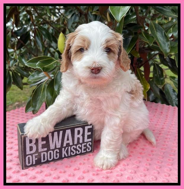 Rosie Gambler 5 WK OLD pups 71