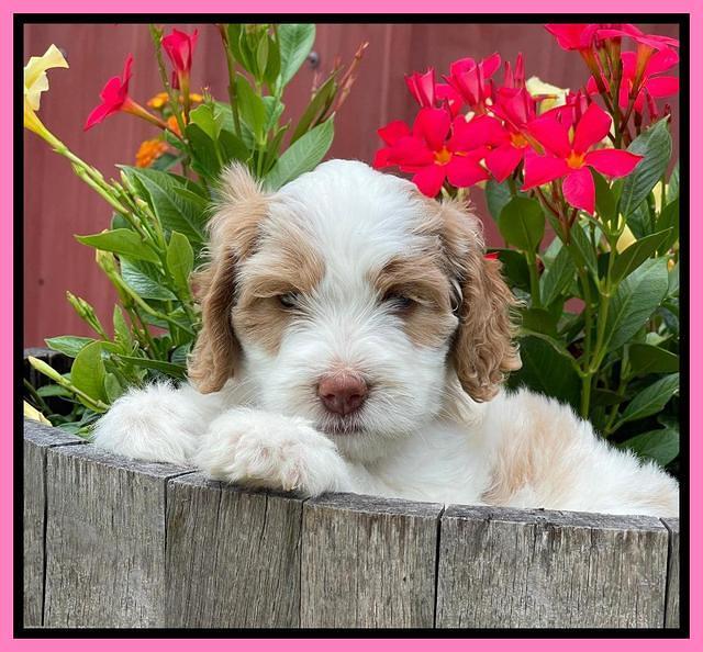 Rosie Gambler 6 wk old 31