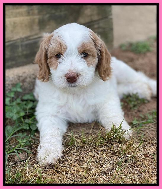 Rosie Gambler 6 wk old 51