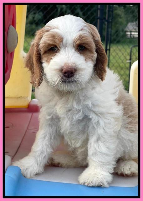 Rosie Gambler 7 wk old 31