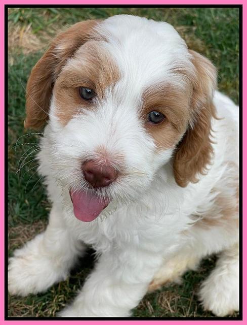 Rosie Gambler 7 wk old 61
