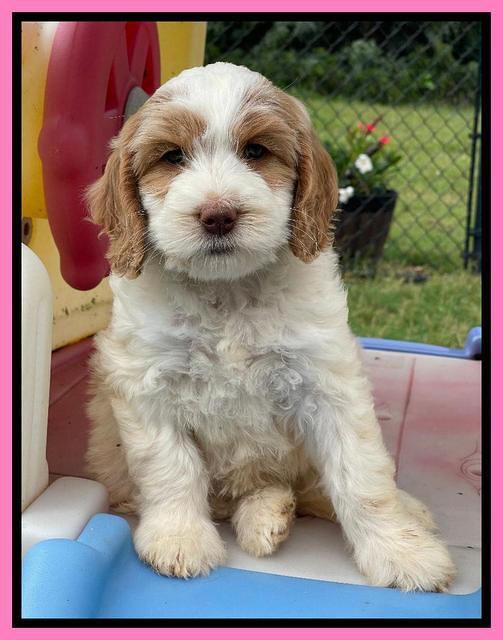 Rosie Gambler 7 wk old 71