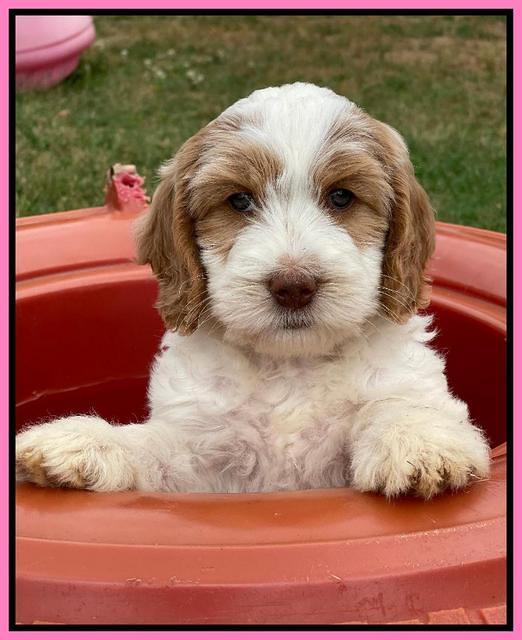 Rosie Gambler 7 wk old 81