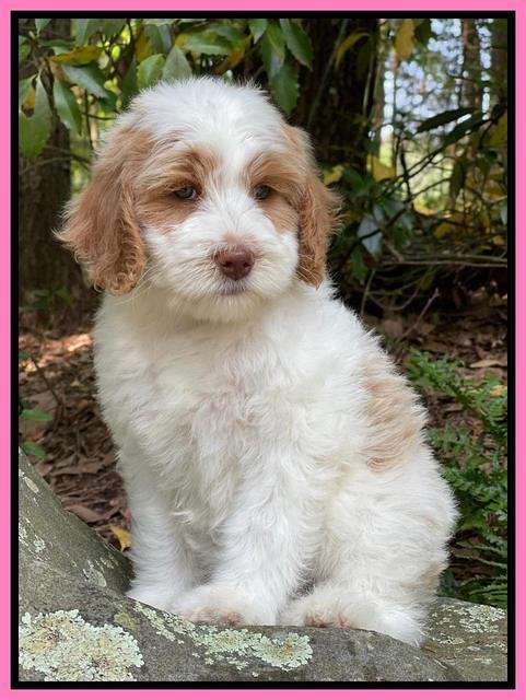 Rosie Gambler 8 wks old 11