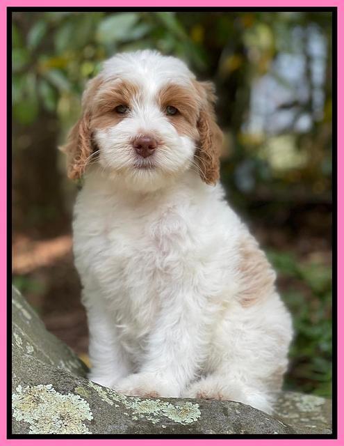 Rosie Gambler 8 wks old 21