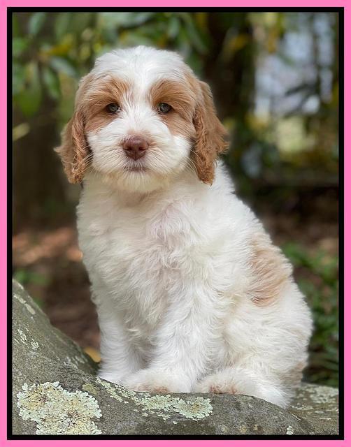 Rosie Gambler 8 wks old 31