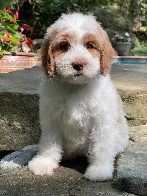 Rosie Gambler 8 wks old 41