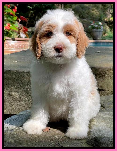 Rosie Gambler 8 wks old 51