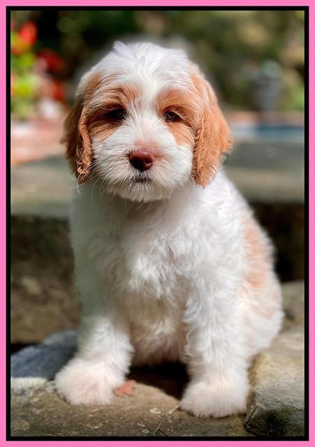Rosie Gambler 8 wks old 61