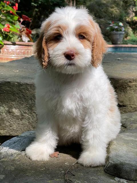 Rosie Gambler 8 wks old 71