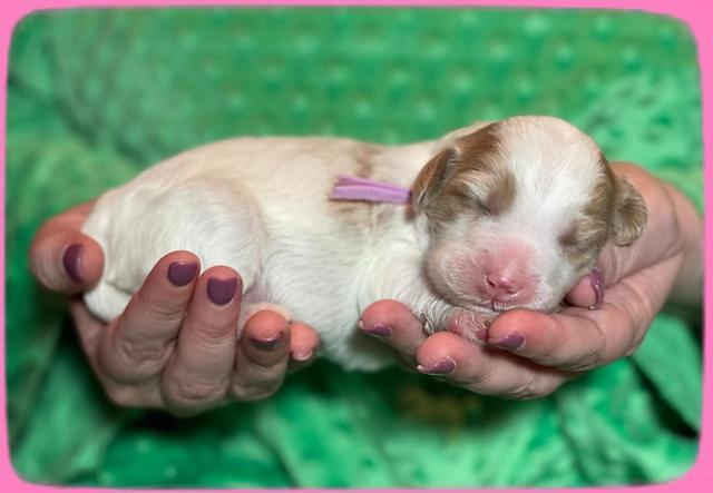 Rosie Gambler ONE WK OLD pups 51