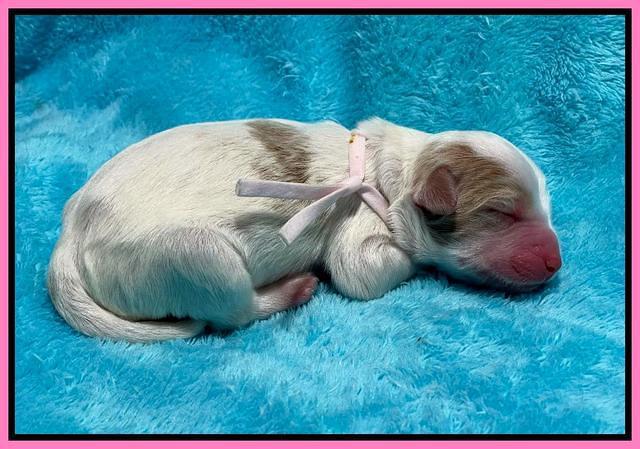 Rosie Gambler newborn pups 61