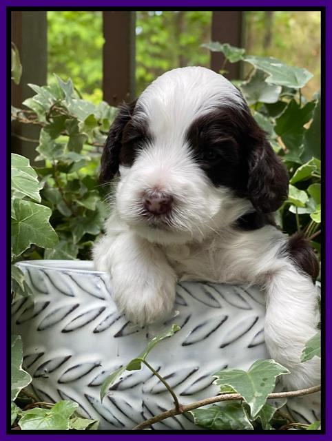 Rosie Gambler 3 WK OLD pups 101