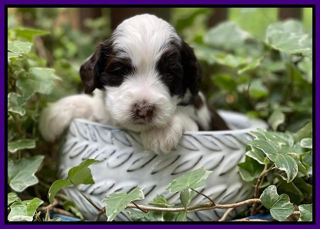 Rosie Gambler 3 WK OLD pups 61
