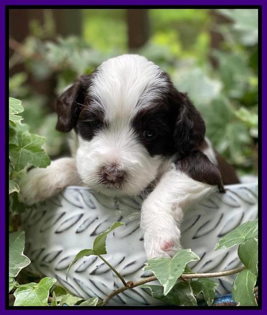 Rosie Gambler 3 WK OLD pups 71