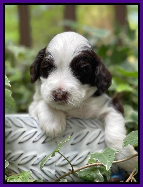 Rosie Gambler 3 WK OLD pups 81