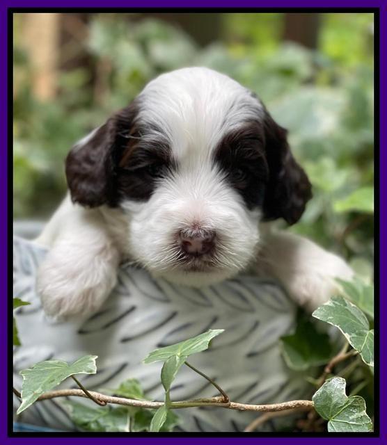 Rosie Gambler 3 WK OLD pups 91
