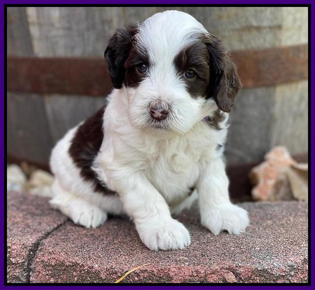 Rosie Gambler 4 WK OLD pups 101
