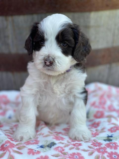 Rosie Gambler 4 WK OLD pups 111