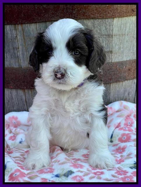 Rosie Gambler 4 WK OLD pups 51