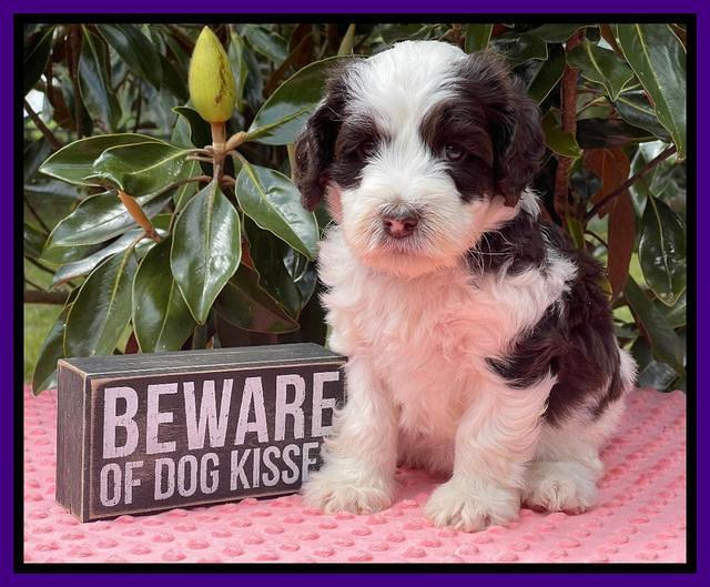 Rosie Gambler 5 WK OLD pups 121