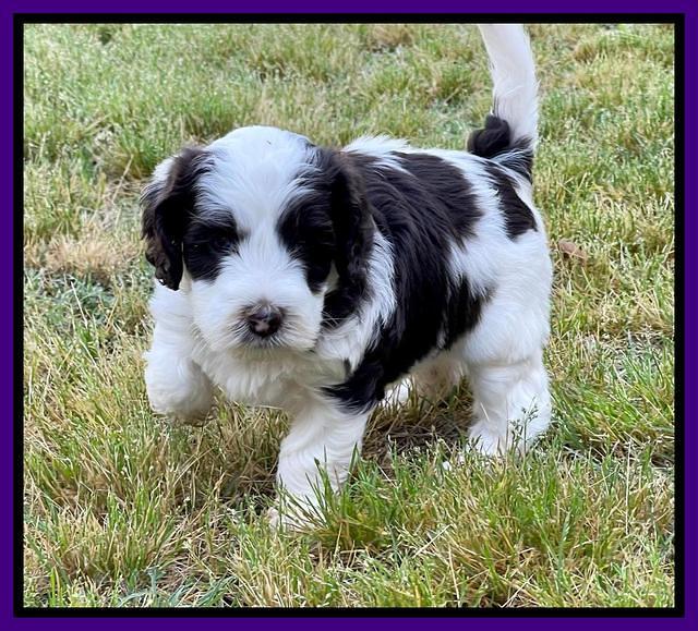 Rosie Gambler 5 WK OLD pups 81
