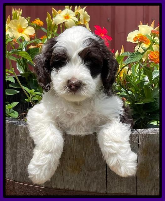 Rosie Gambler 6 wk old 121