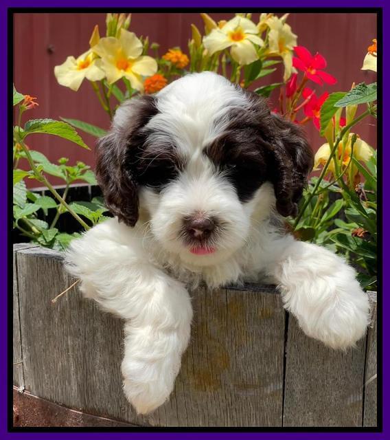 Rosie Gambler 6 wk old 141