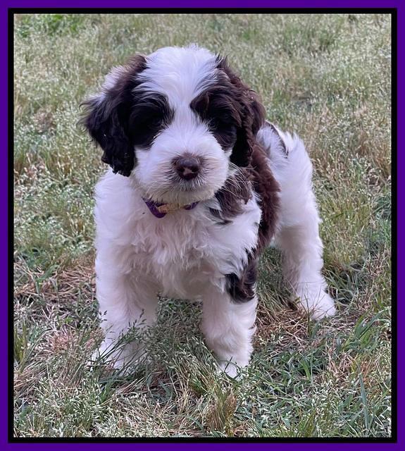 Rosie Gambler 6 wk old 61