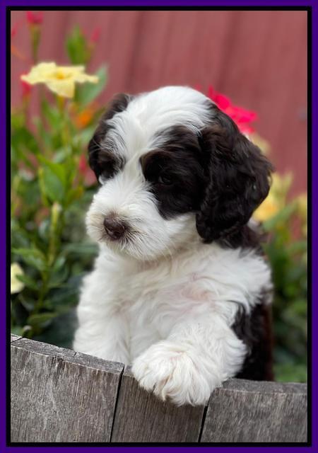 Rosie Gambler 6 wk old 91