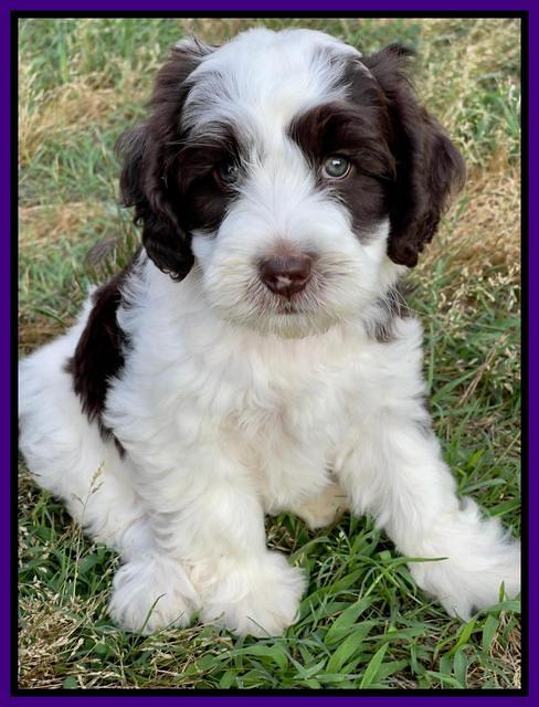 Rosie Gambler 7 wk old 101