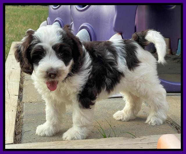 Rosie Gambler 7 wk old 111