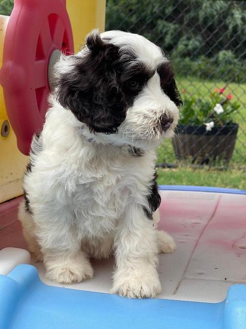 Rosie Gambler 7 wk old 121