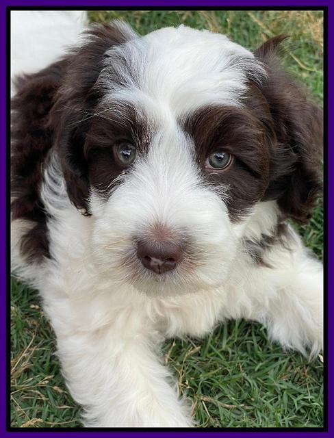 Rosie Gambler 7 wk old 161