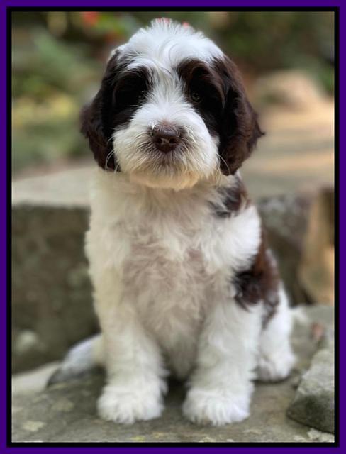 Rosie Gambler 8 wks old 101