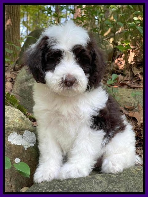 Rosie Gambler 8 wks old 121