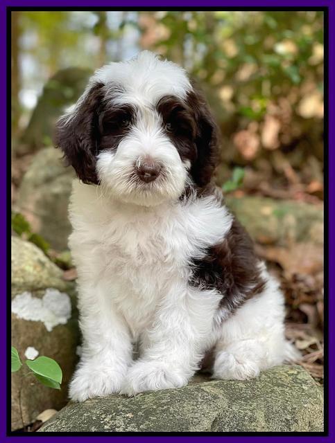 Rosie Gambler 8 wks old 81