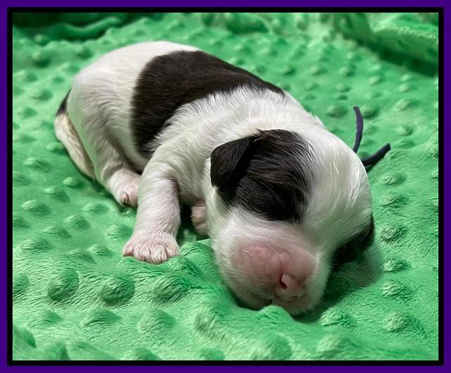 Rosie Gambler ONE WK OLD pups 131