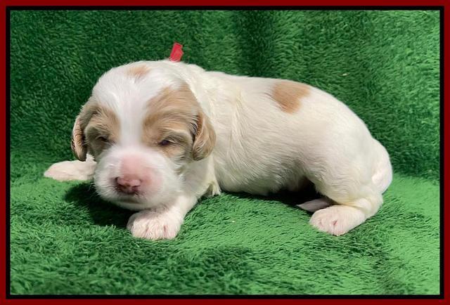 Rosie Gambler 2 WK OLD pups 141