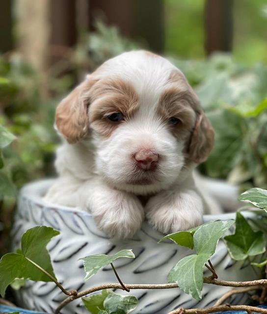 Rosie Gambler 3 WK OLD pups 281