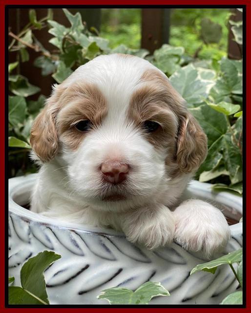 Rosie Gambler 3 WK OLD pups 291
