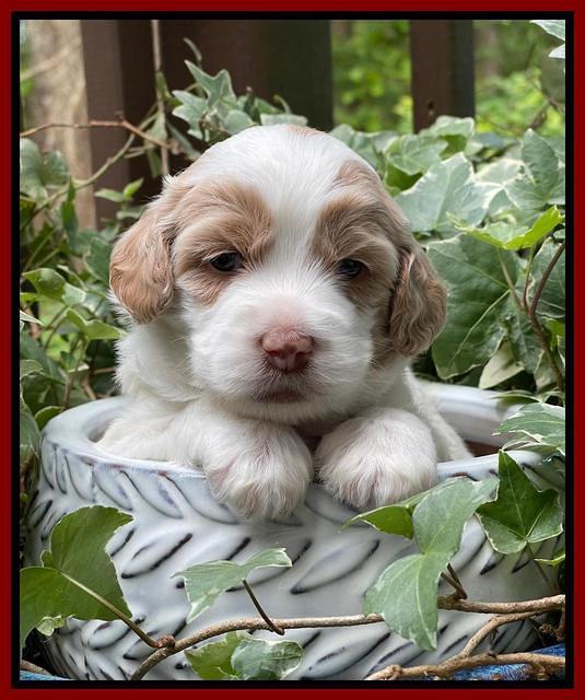 Rosie Gambler 3 WK OLD pups 311