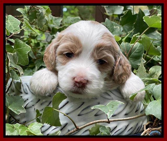 Rosie Gambler 3 WK OLD pups 331