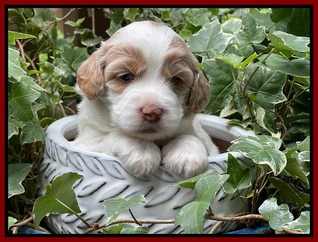 Rosie Gambler 3 WK OLD pups 341