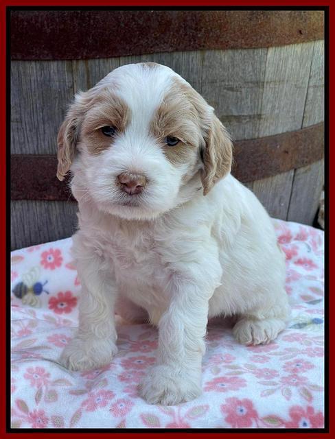 Rosie Gambler 4 WK OLD pups 261
