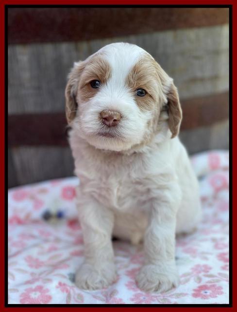 Rosie Gambler 4 WK OLD pups 291