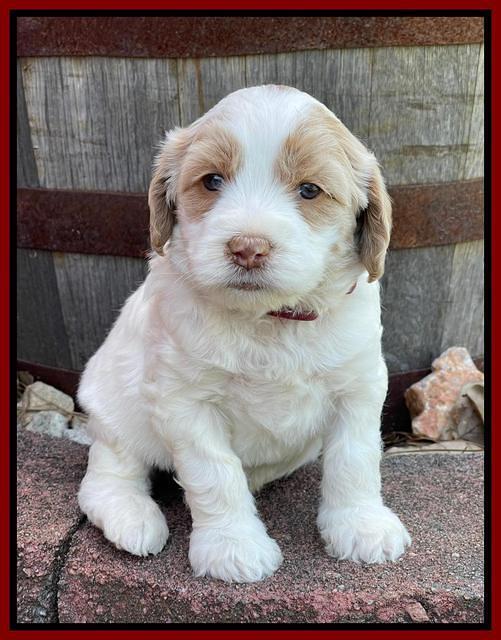 Rosie Gambler 4 WK OLD pups 301