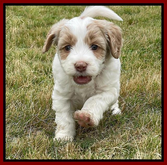 Rosie Gambler 5 WK OLD pups 381